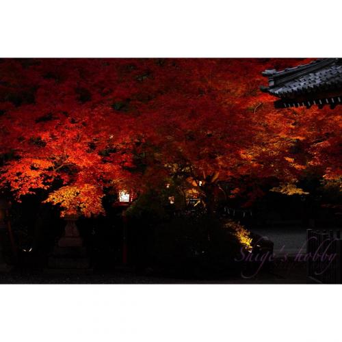 Autumn Leaves in Kyoto /京都の紅葉