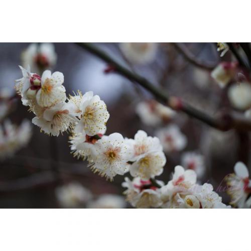 ume (plum) blossoms