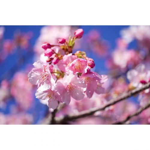 Kawazu cherry (Prunus incisa)