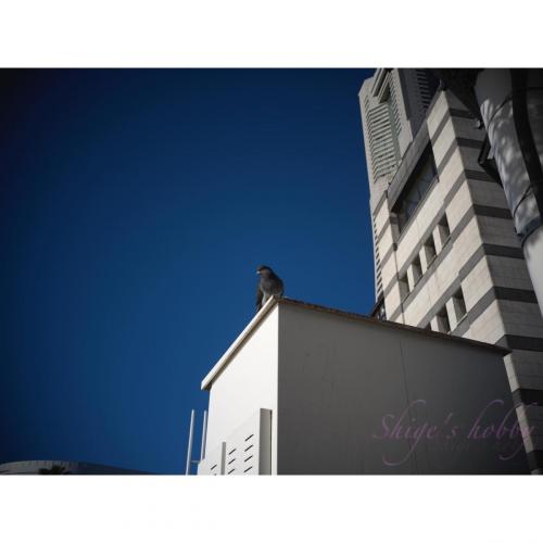 Pigeon