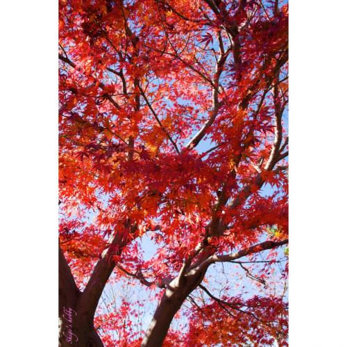 紅葉 / leaves turning red