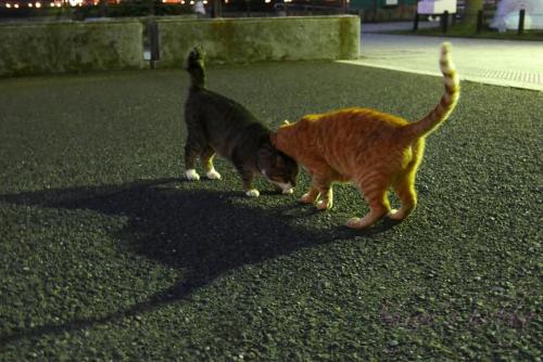 Cats
