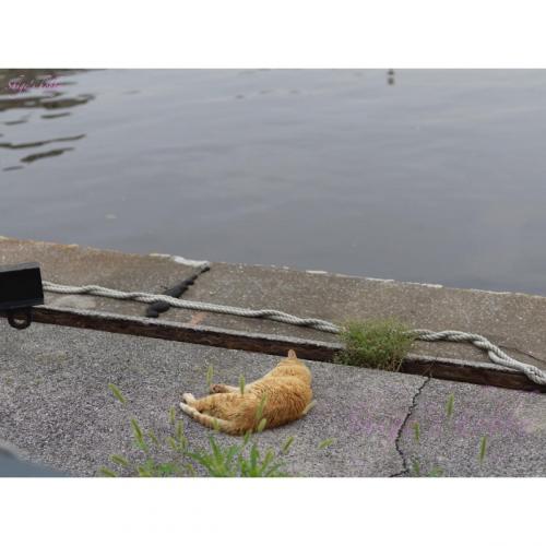 Sleeping cat