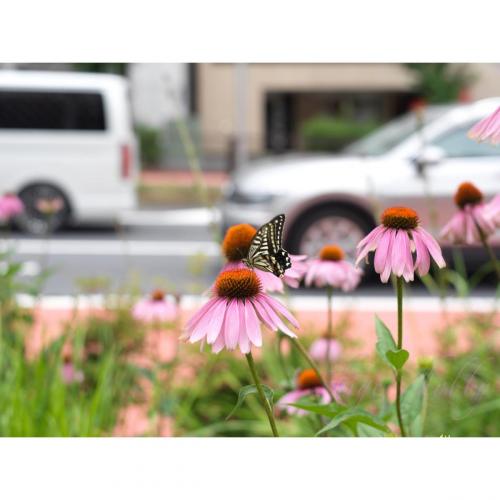Butterfly in the city