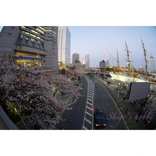 Cherry blossoms in Minato Mirai