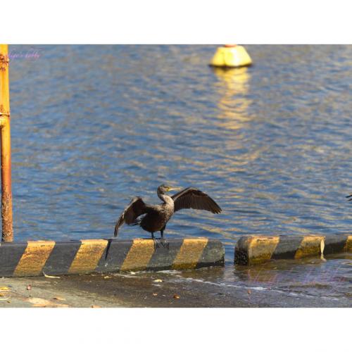 sea ​​cormorant