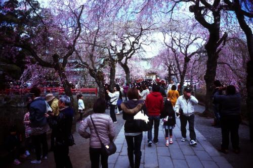 Cherry blossom in Mishima-taisha