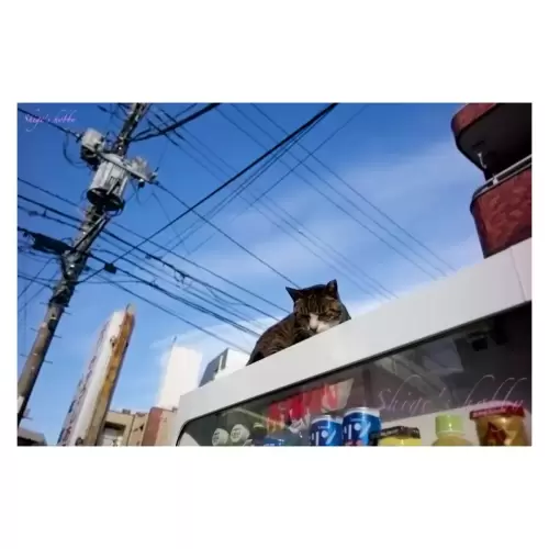 Cat・猫