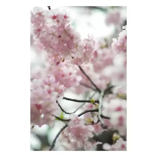 桜・Cherry blossom