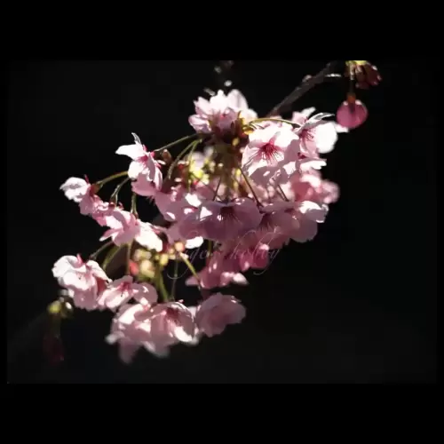桜・Cherry blossom