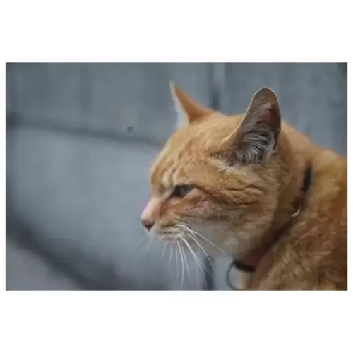 Cat・猫