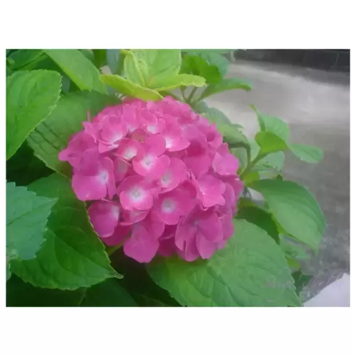 紫陽花・Hydrangea