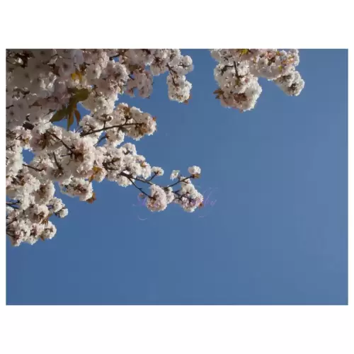 Cherry blossom・桜