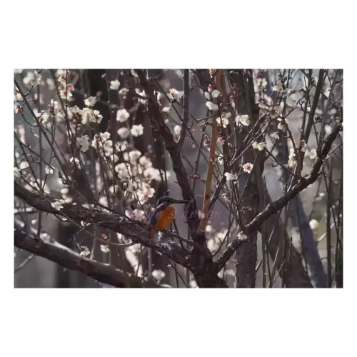 梅とカワセミ・Plum blossom and Kingfisher
