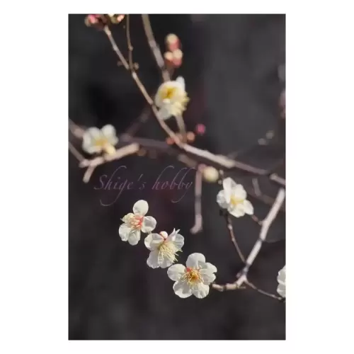 Plum blossom・梅の花