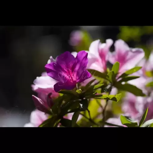 Azalea flower・つつじ