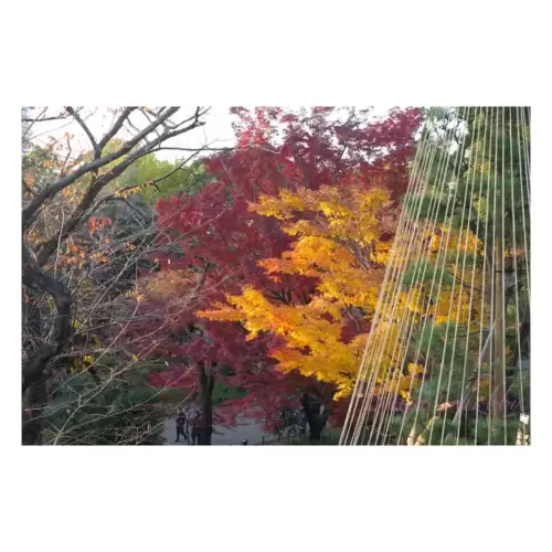 Autumn Leaf・黄葉