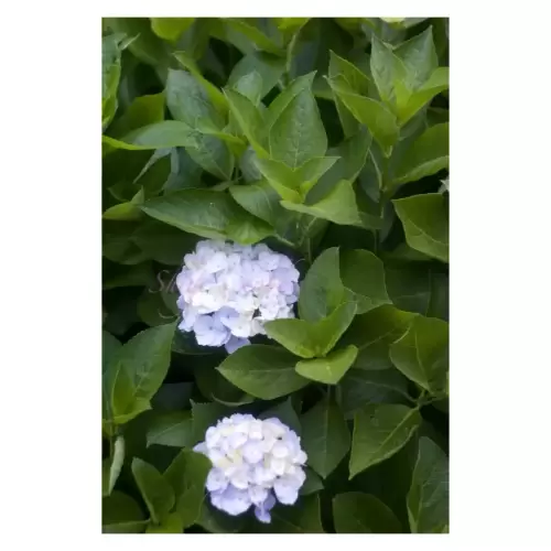 紫陽花・Hydrangea