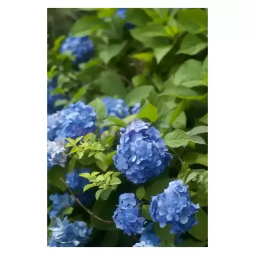 紫陽花・Hydrangea