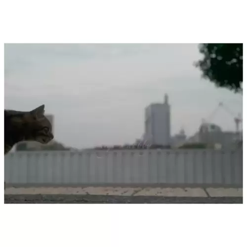 Cat・猫