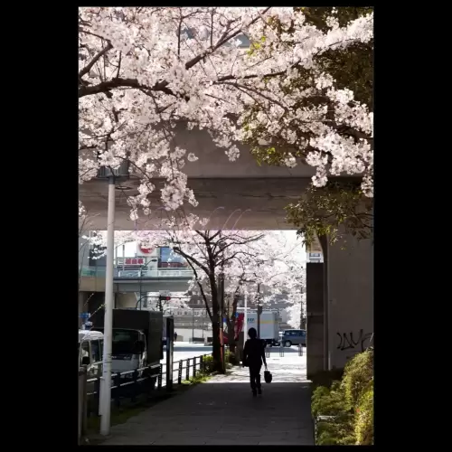桜の季節・Cherry blossom seasons