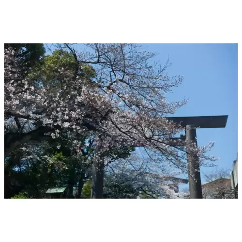 Cherry blossom・桜