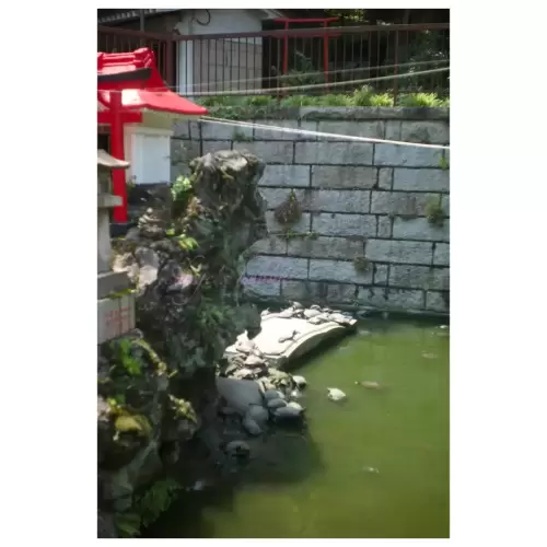 Turtles・亀