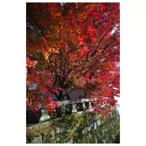 京都の秋・Autumn Leaves in Kyoto