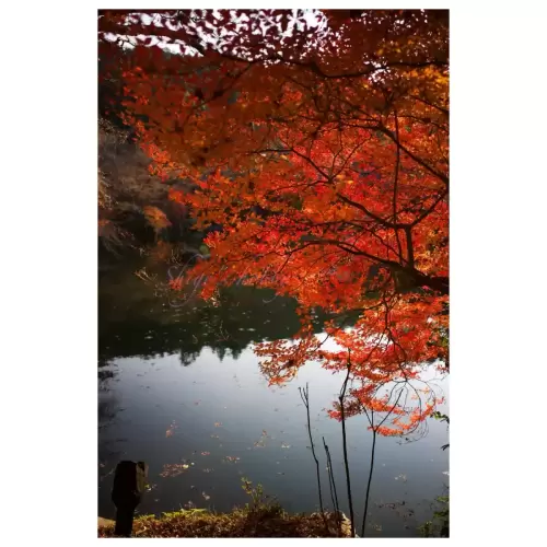 京都の秋・Autumn Leaves in Kyoto