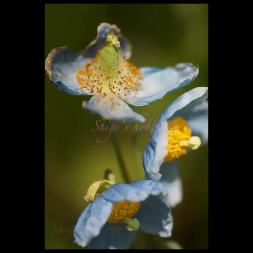 blue poppy flower・青いケシ