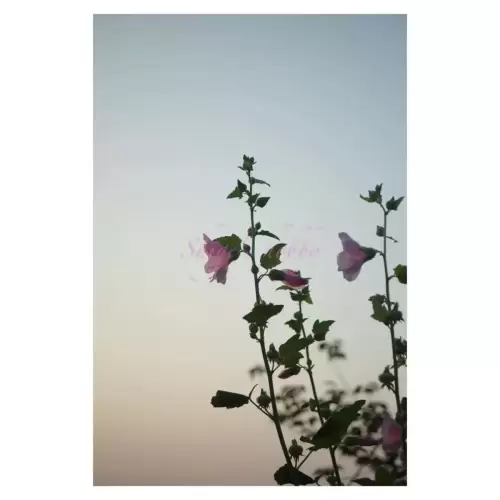 夕暮の花・flowers blooming in the sunset