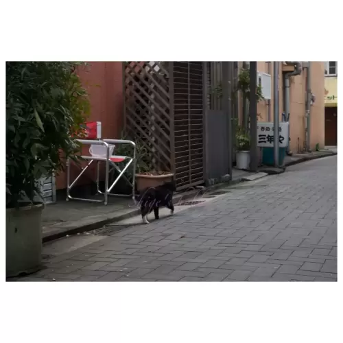 Cat・猫