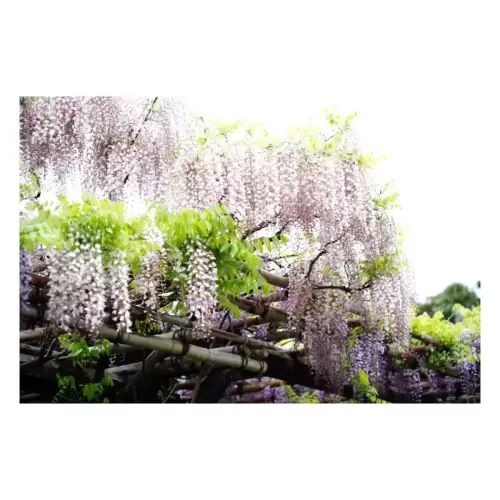 藤の花・wisteria flowers