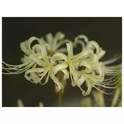 白彼岸花・White Spider lilly