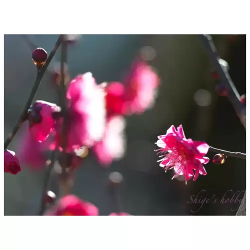 Plum blossom・梅
