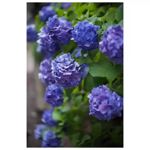 Hydrangea・紫陽花