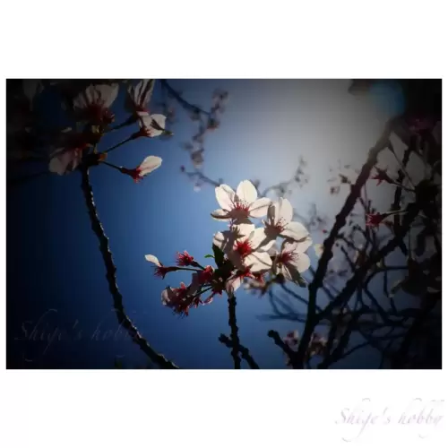 Cherry blossom・桜