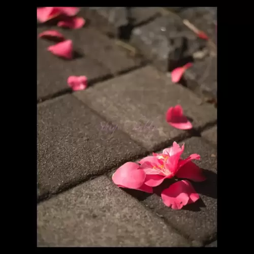 落ちた花・A fallen flower.