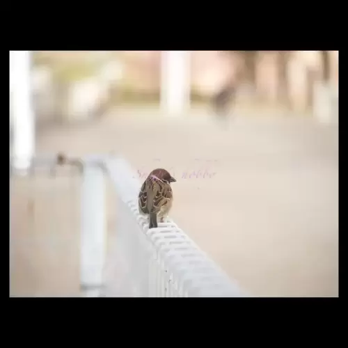 雀・sparrow