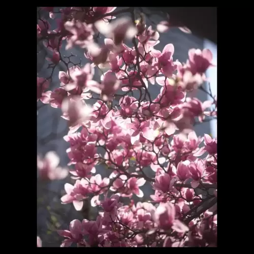 木蓮の花・a magnolia flower