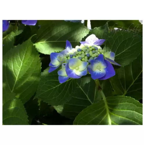 紫陽花・Hydrangea