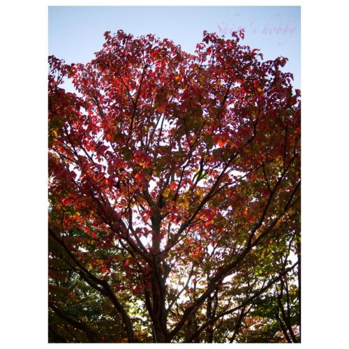 紅葉・Autumn leaves