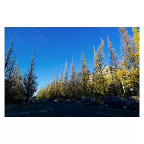 神宮前銀杏並木・Ginkgo Tree Line in Jingumae