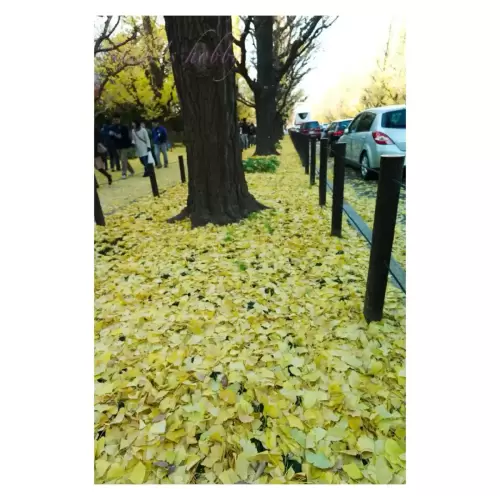 神宮前銀杏並木・Ginkgo Tree Line in Jingumae