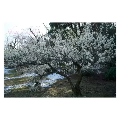 Plum blossom・梅