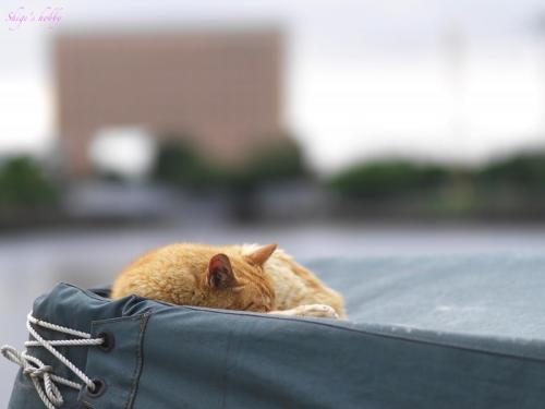 Sleeping cat