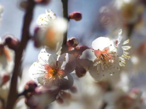 plum blossom