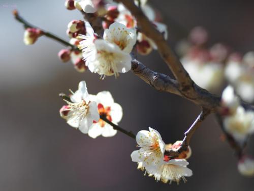 plum blossom
