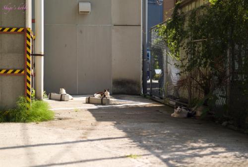 Cats