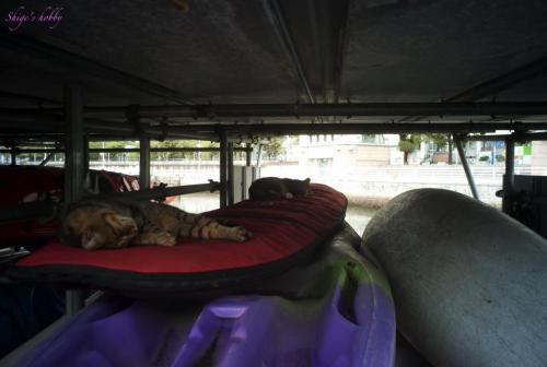 Cats